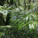 Image of Sundacarpus amarus (Blume) C. N. Page