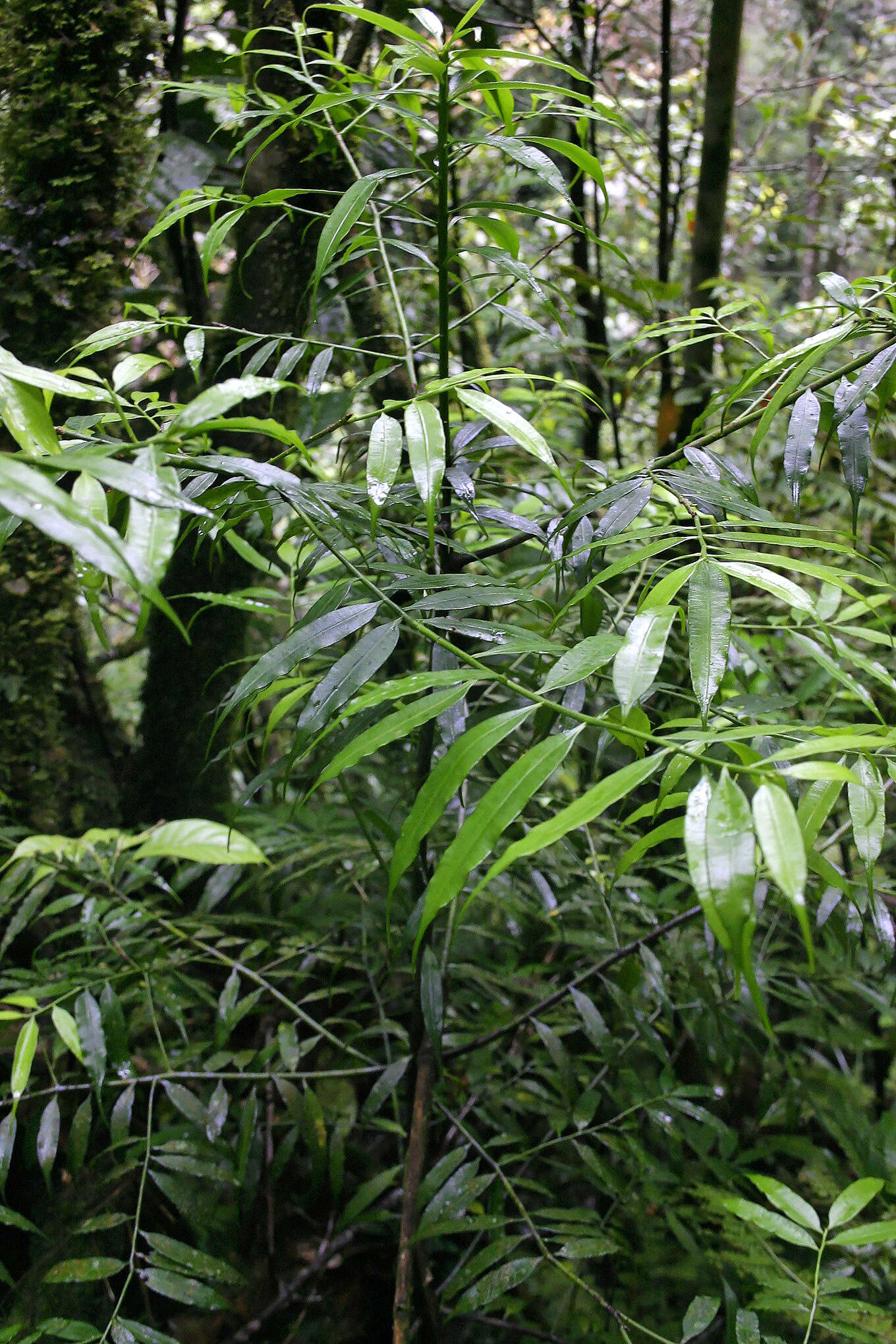 Image of Sundacarpus