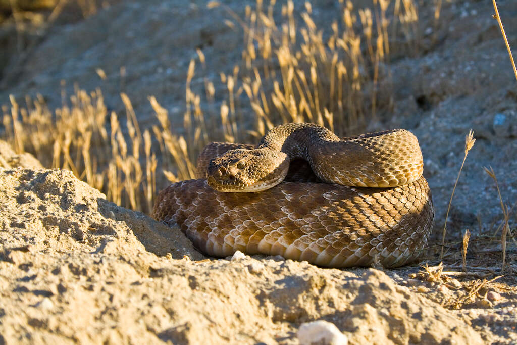 Image of Red Diamond Rattlesnake