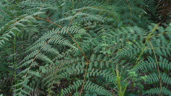 Image of tropical brackenfern