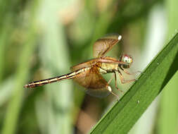 Image of Neurothemis stigmatizans (Fabricius 1775)