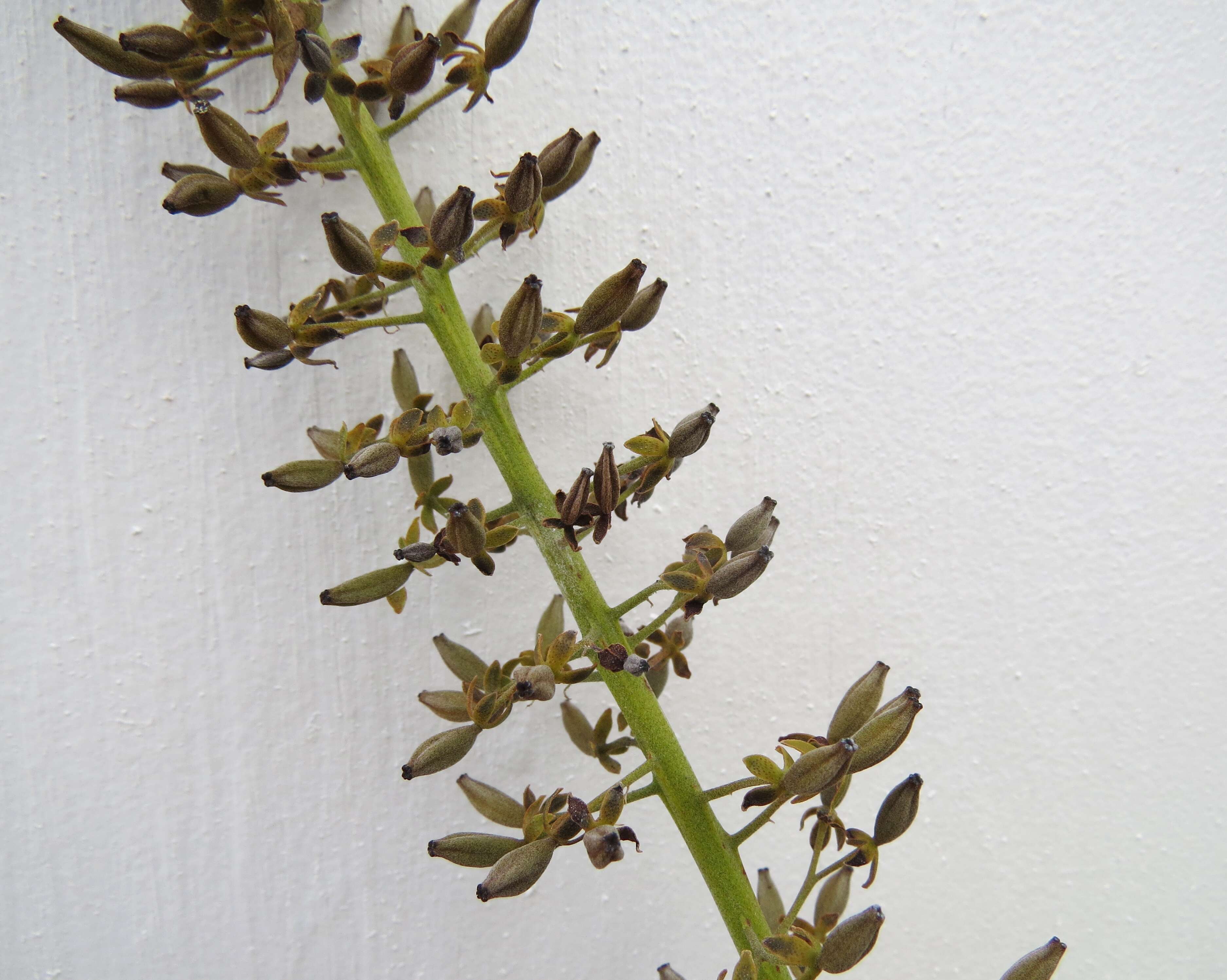 Image of Nepenthes maxima Reinw. ex Nees