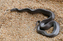 Image of Common Wolf Snake