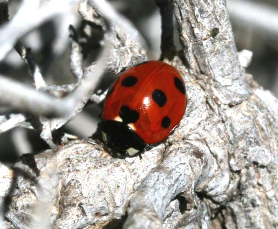 Sivun <i>Coccinella algerica</i> kuva