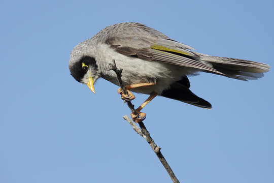 Image of Noisy Miner