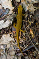 Image of Notophthalmus viridescens viridescens