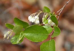 Image of blueberry