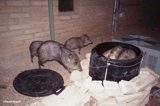 Image of peccaries