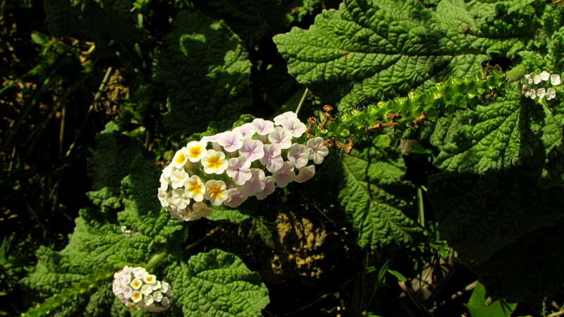 Image of Heliotropium elongatum Willd. ex Cham.