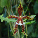 Image of Phalaenopsis pantherina Rchb. fil.