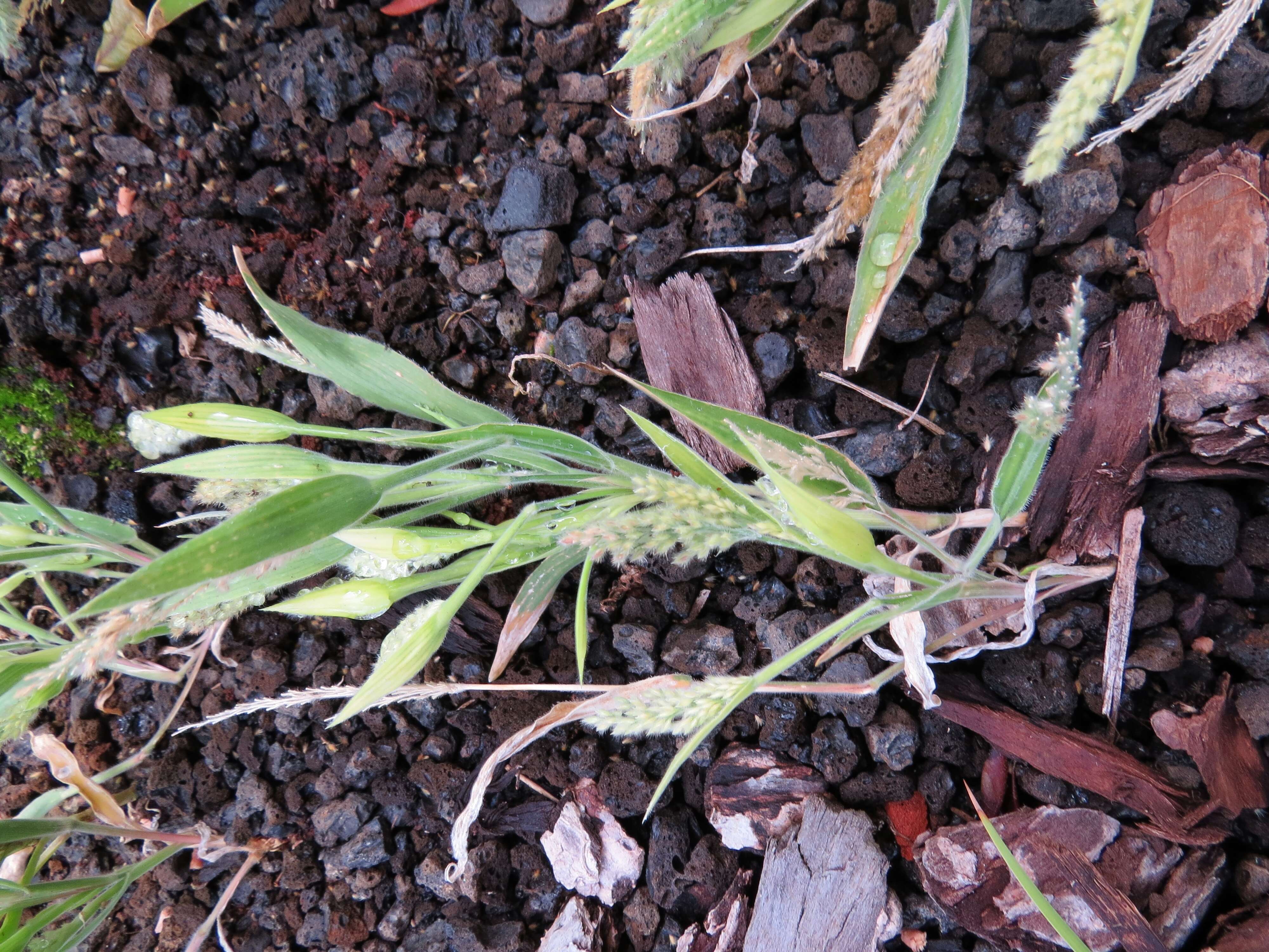 Imagem de Panicum torridum Gaudich.