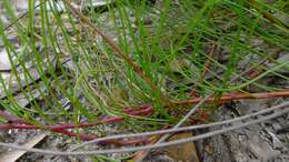 Image of Conospermum tenuifolium R. Br.