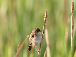 Image of Cisticola Kaup 1829