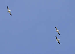 Image of pelicans