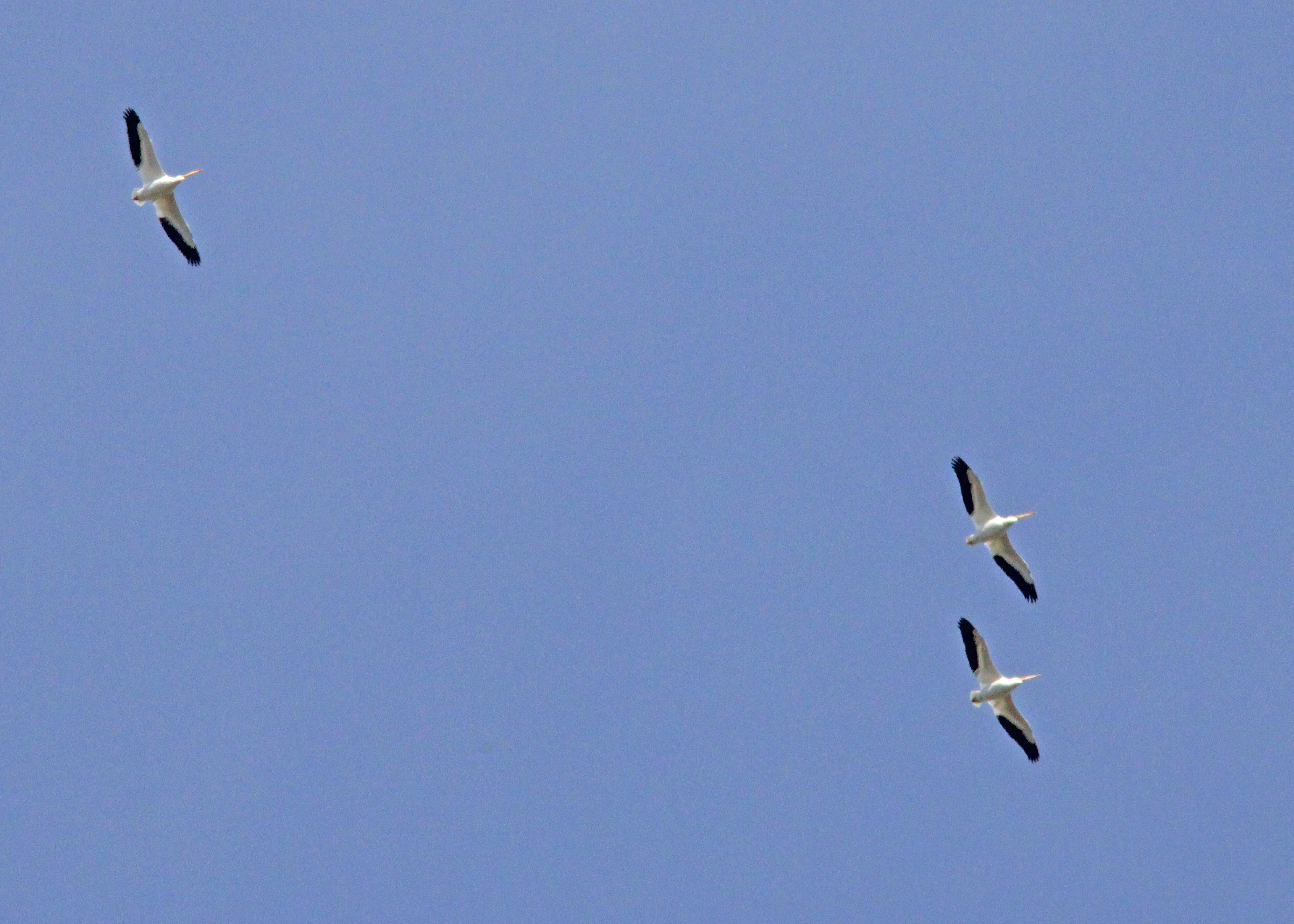 Image of pelicans