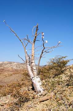 Image of Pachypodium