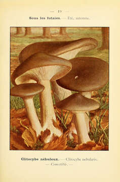 Image de Clitocybe