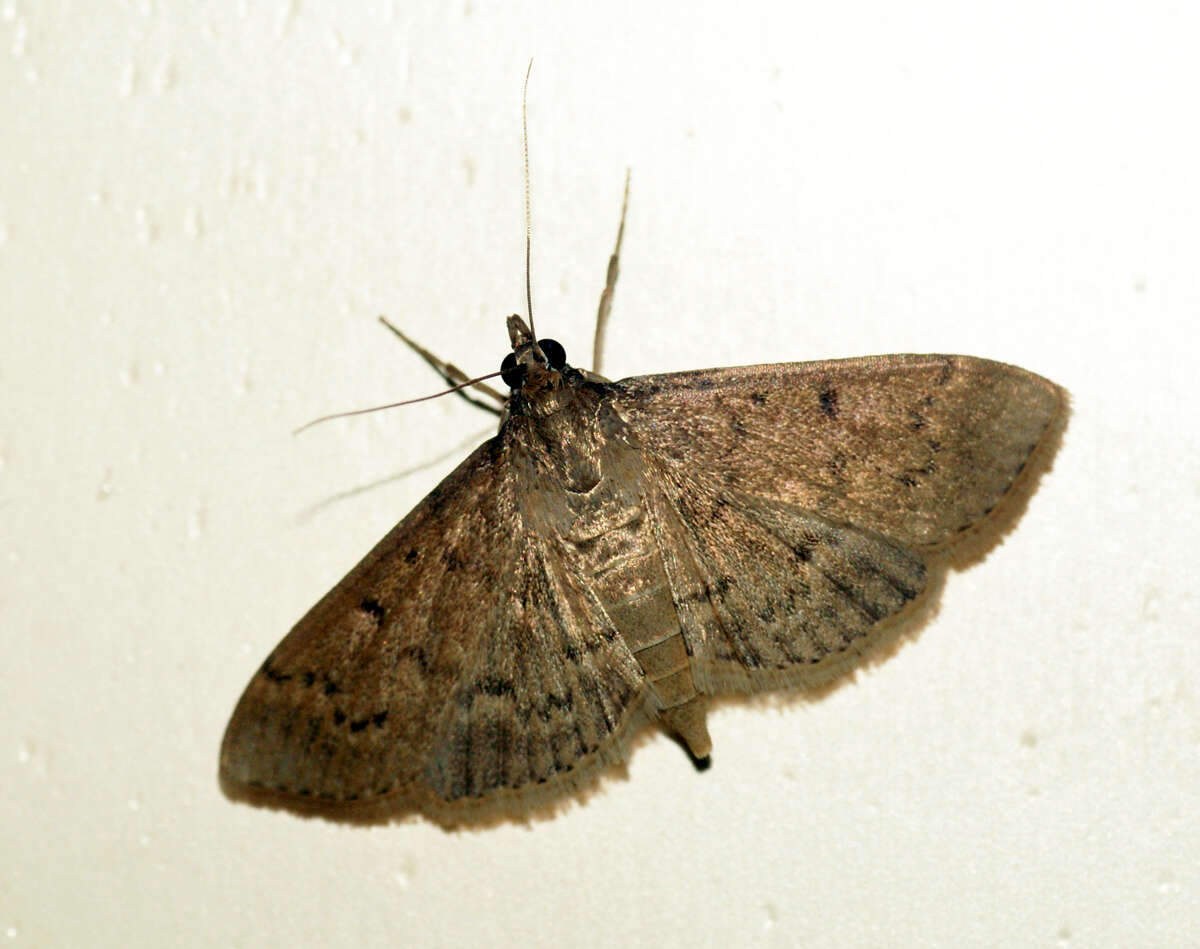 Image de Herpetogramma licarsisalis Walker 1859