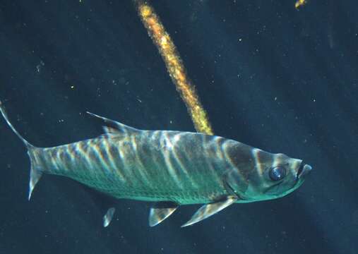 Слика од Megalopidae