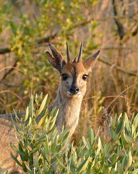 Image of Common Duiker