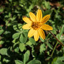 Image of Engelmann's daisy