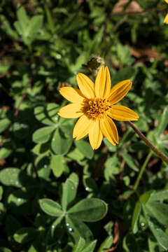 Image of Engelmann's daisy