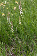 Image of Rein Orchids