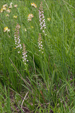 Image of Rein Orchids