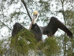 Image of pelicans