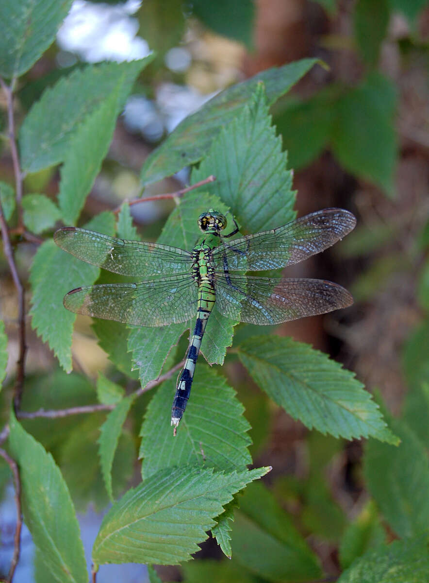 Image of Eastern Pondhawk