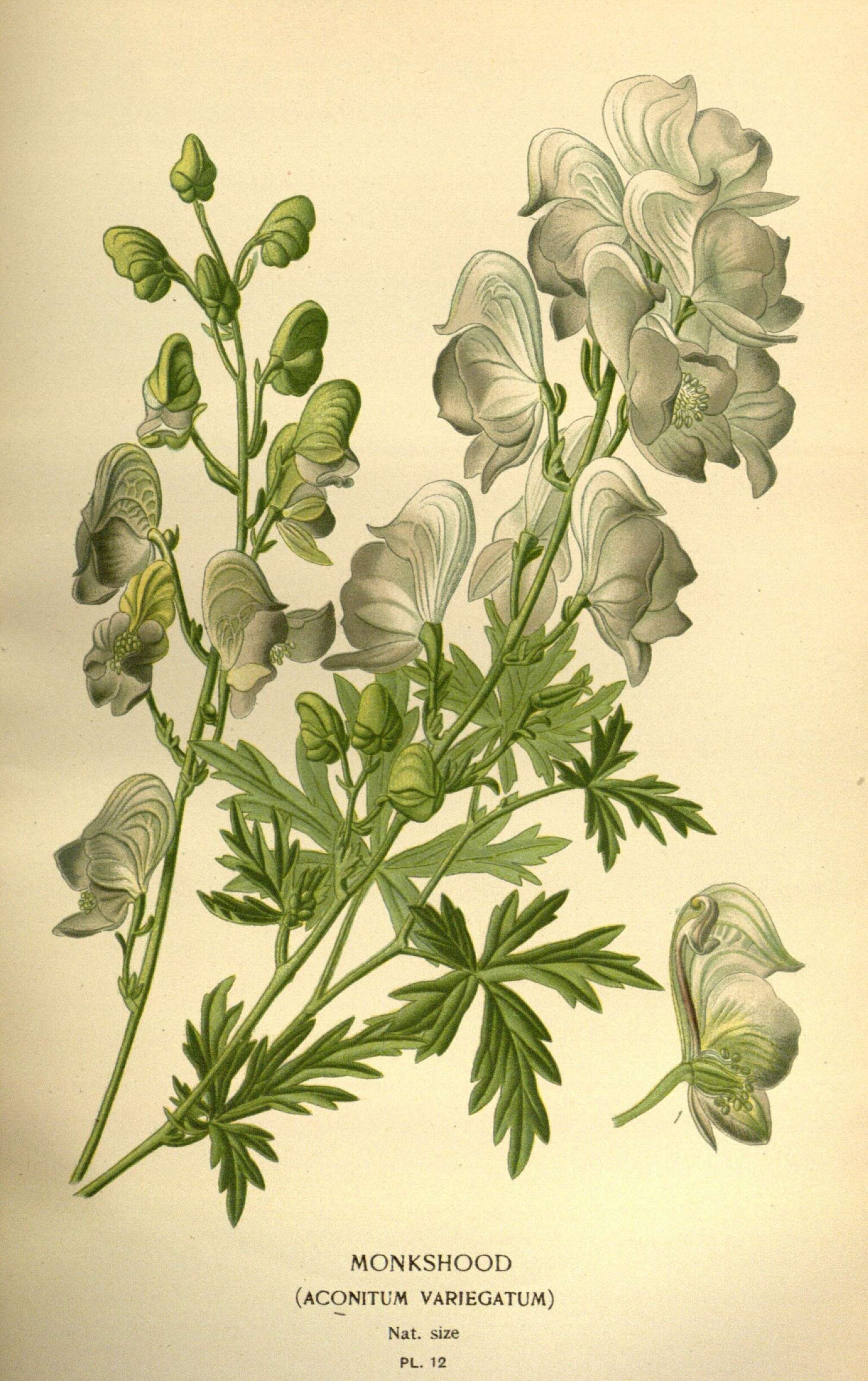 Imagem de Aconitum variegatum L.