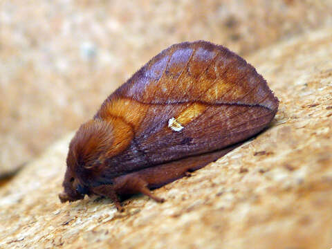 Слика од Euthrix potatoria Linnaeus 1758