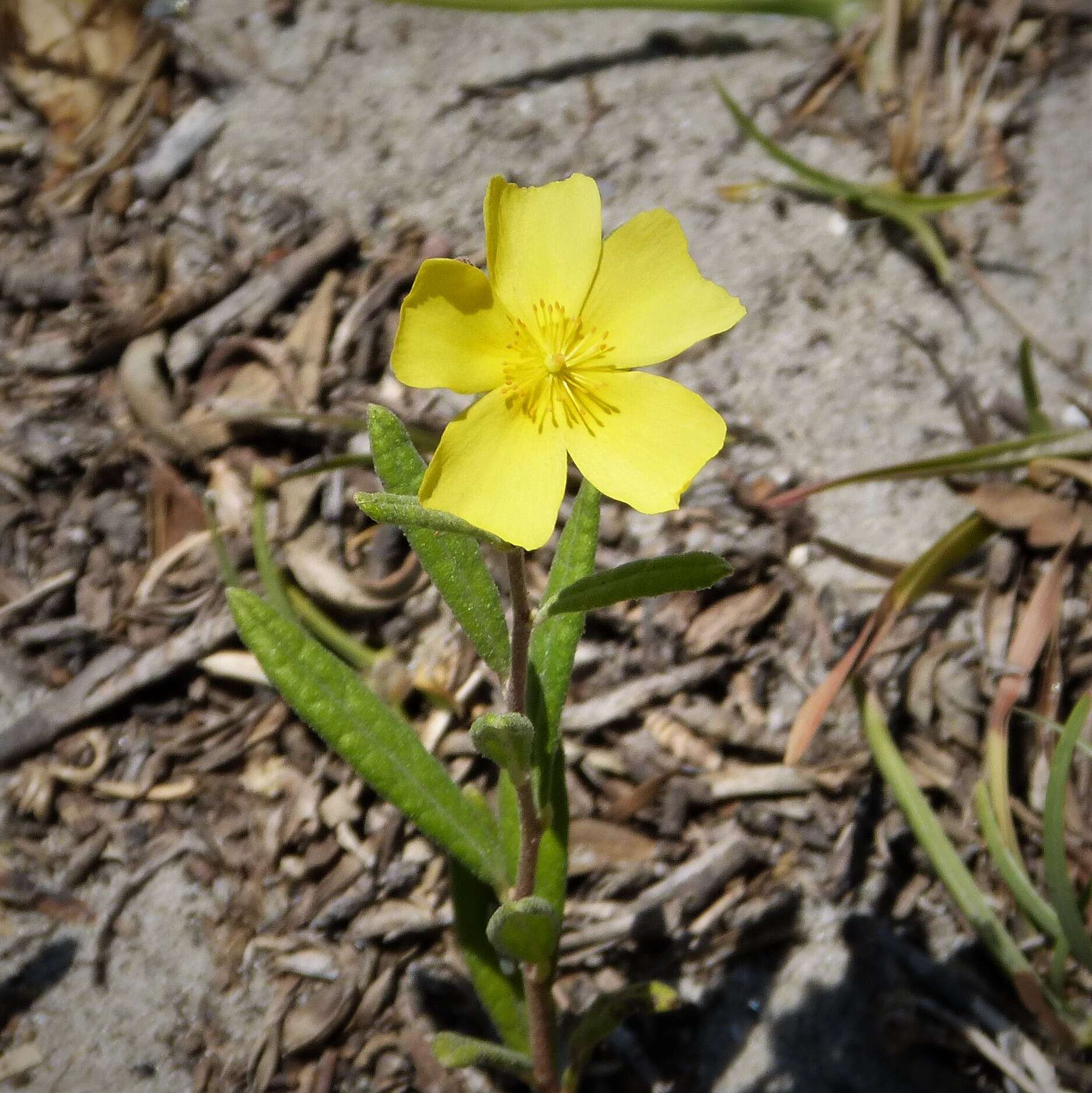 Image of Carolina frostweed