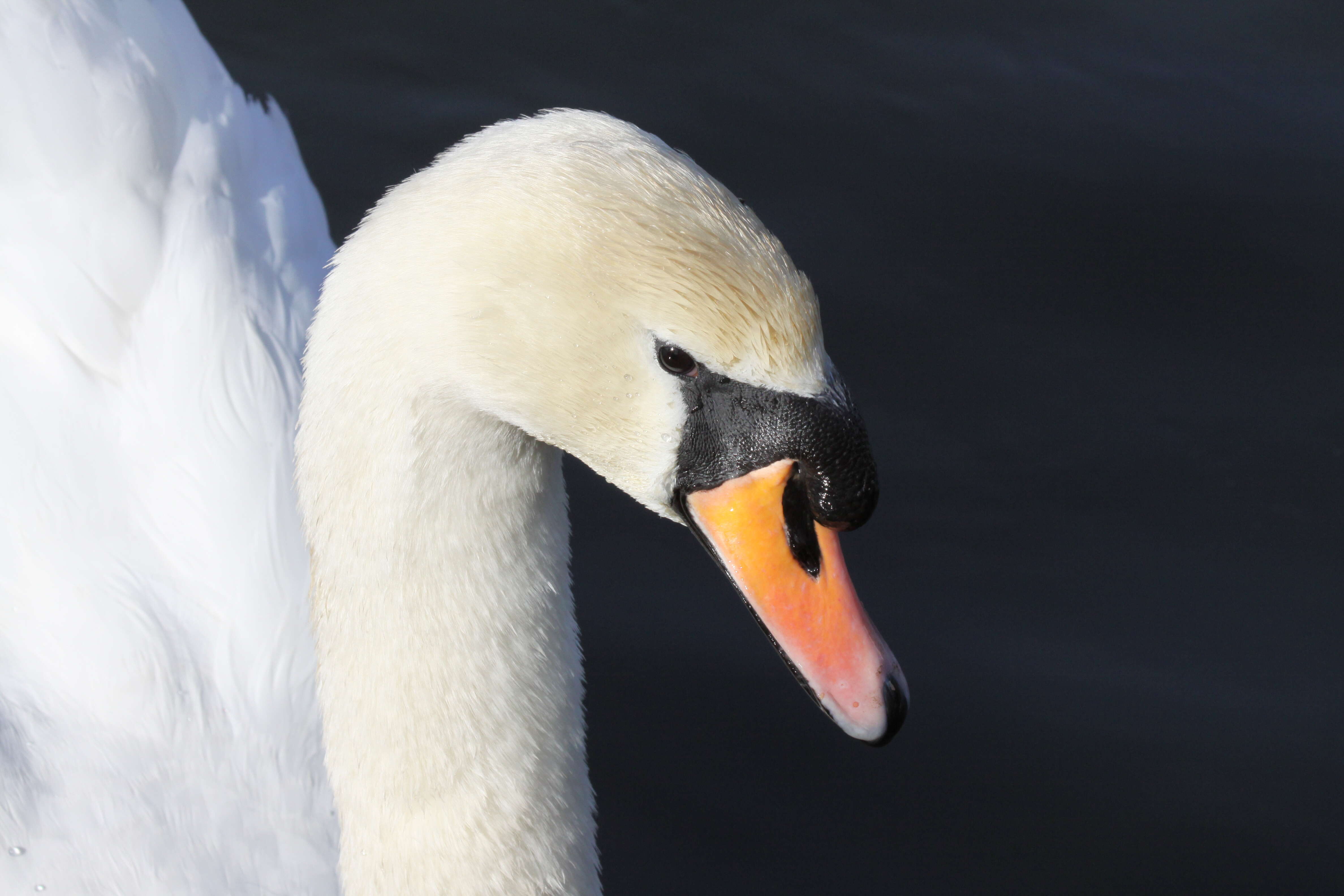 Image of Swan