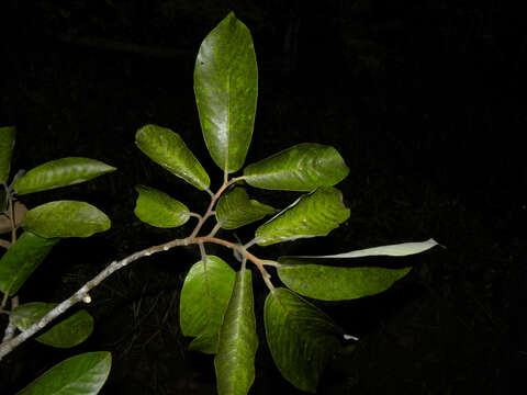 Image of Aspidosperma myristicifolium (Markgr.) Woodson