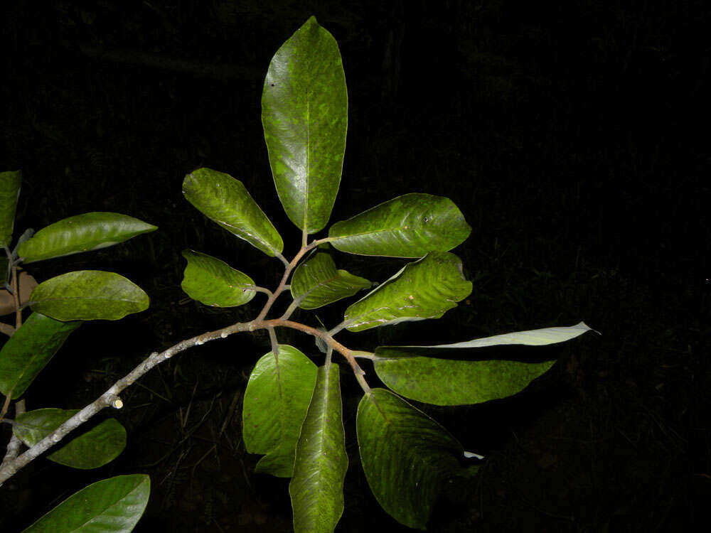 Image of Aspidosperma