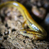 Image of Brook salamander