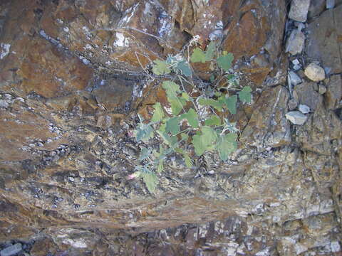 Image of globemallow