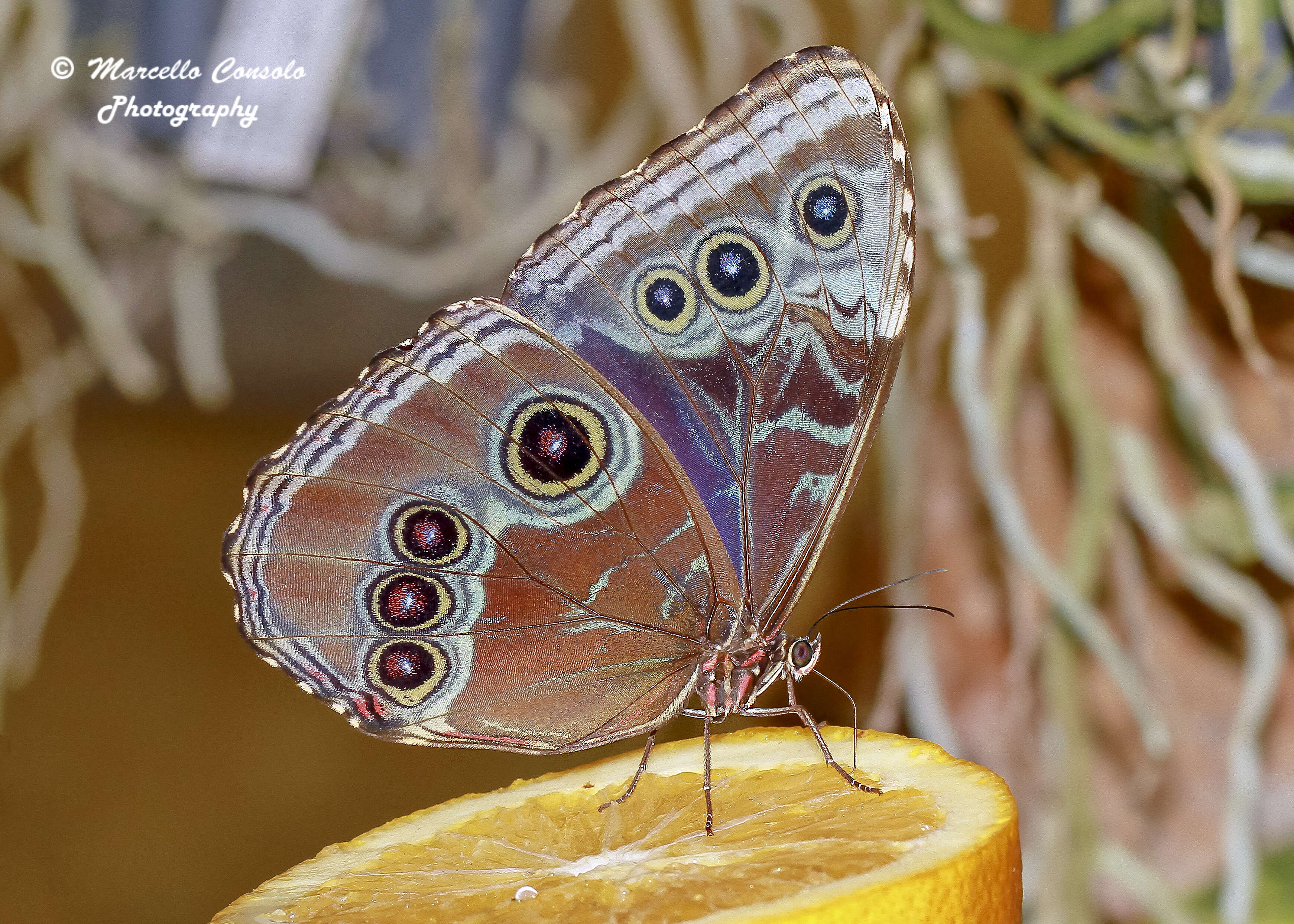 Image of Insecta