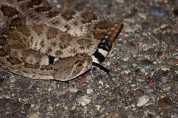 Image of Western Diamond-backed Rattlesnake