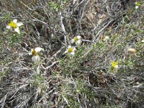 Image of desert zinnia