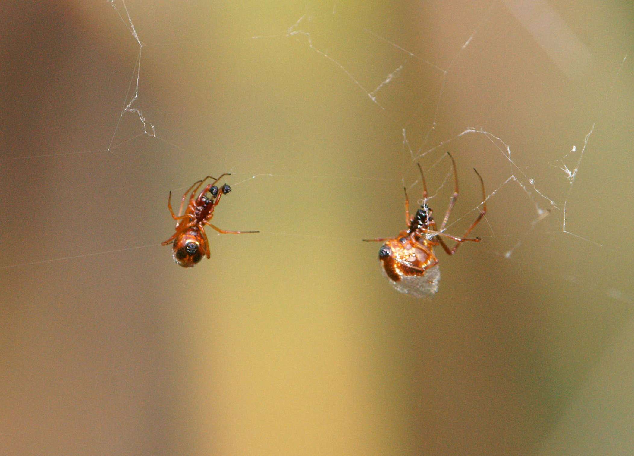 Image of tangle web spiders