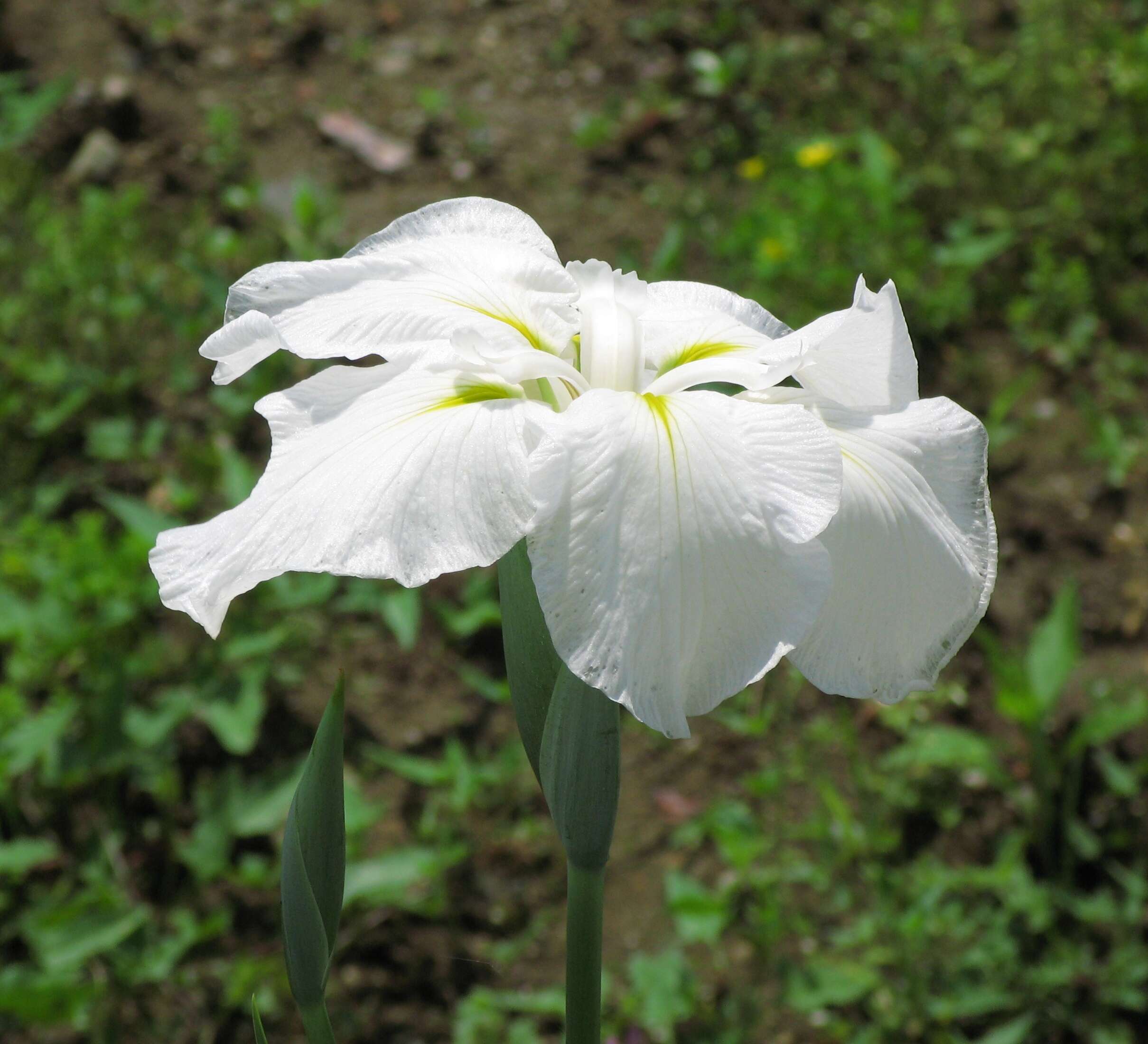 Image of Japanese iris