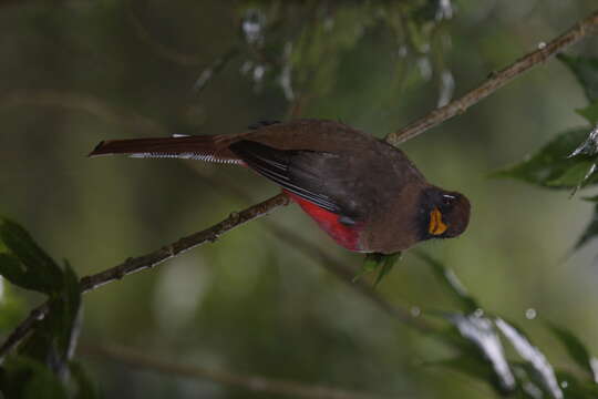 Image of Masked Trogon