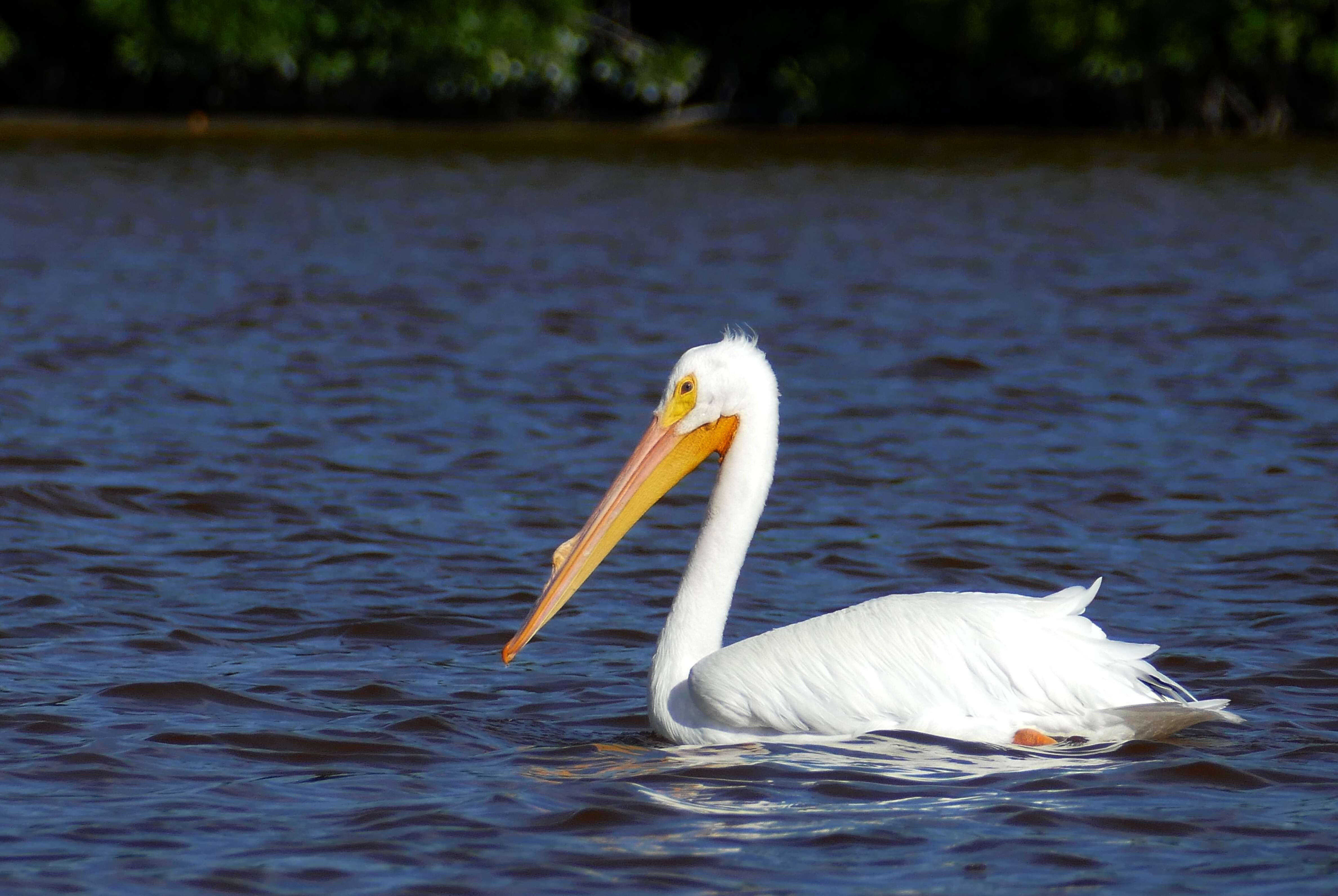 Image of pelicans