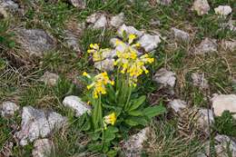 Image of cowslip