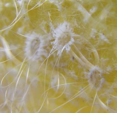 Image of Giant whitefly