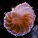 Image of Planulina
