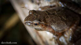 Image of Spring Peeper