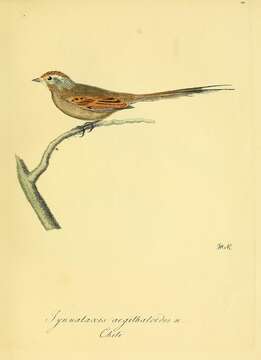 Image of Tit-spinetails